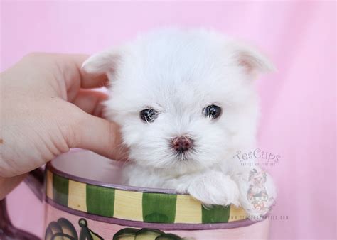 maltese for sale in louisiana|teacup maltese breeders in texas.